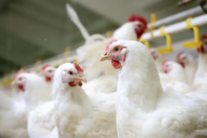 chickens-farm