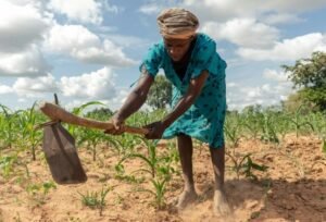 drought_farm